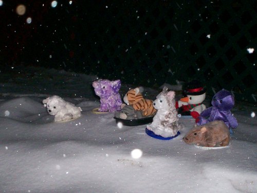 Kitty gets ready to sled