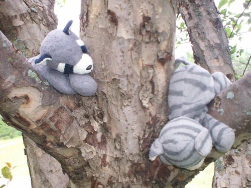 Kitty and Racky play in the Tree
